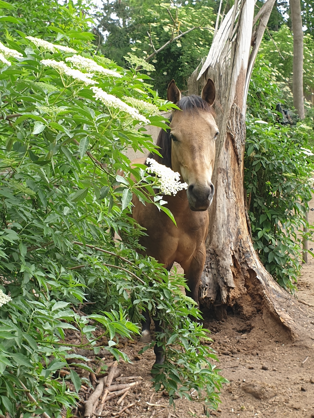 Pferd Lilly hinter Baum