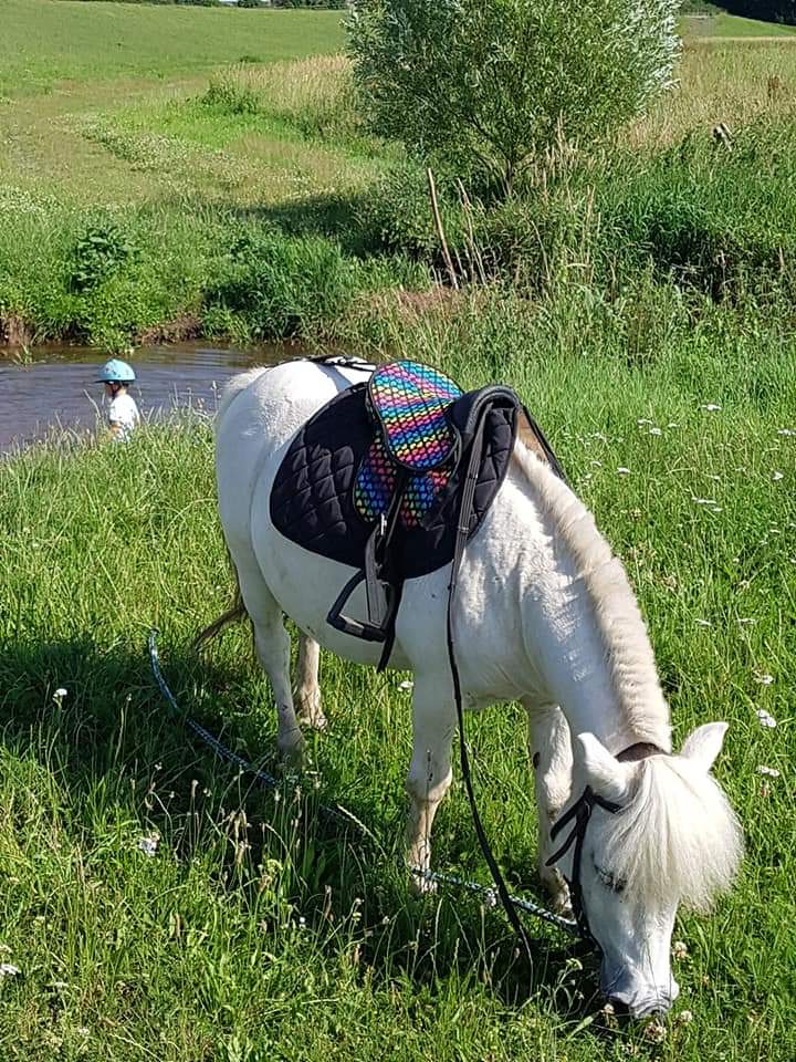 Weißes Pony beim Grasen
