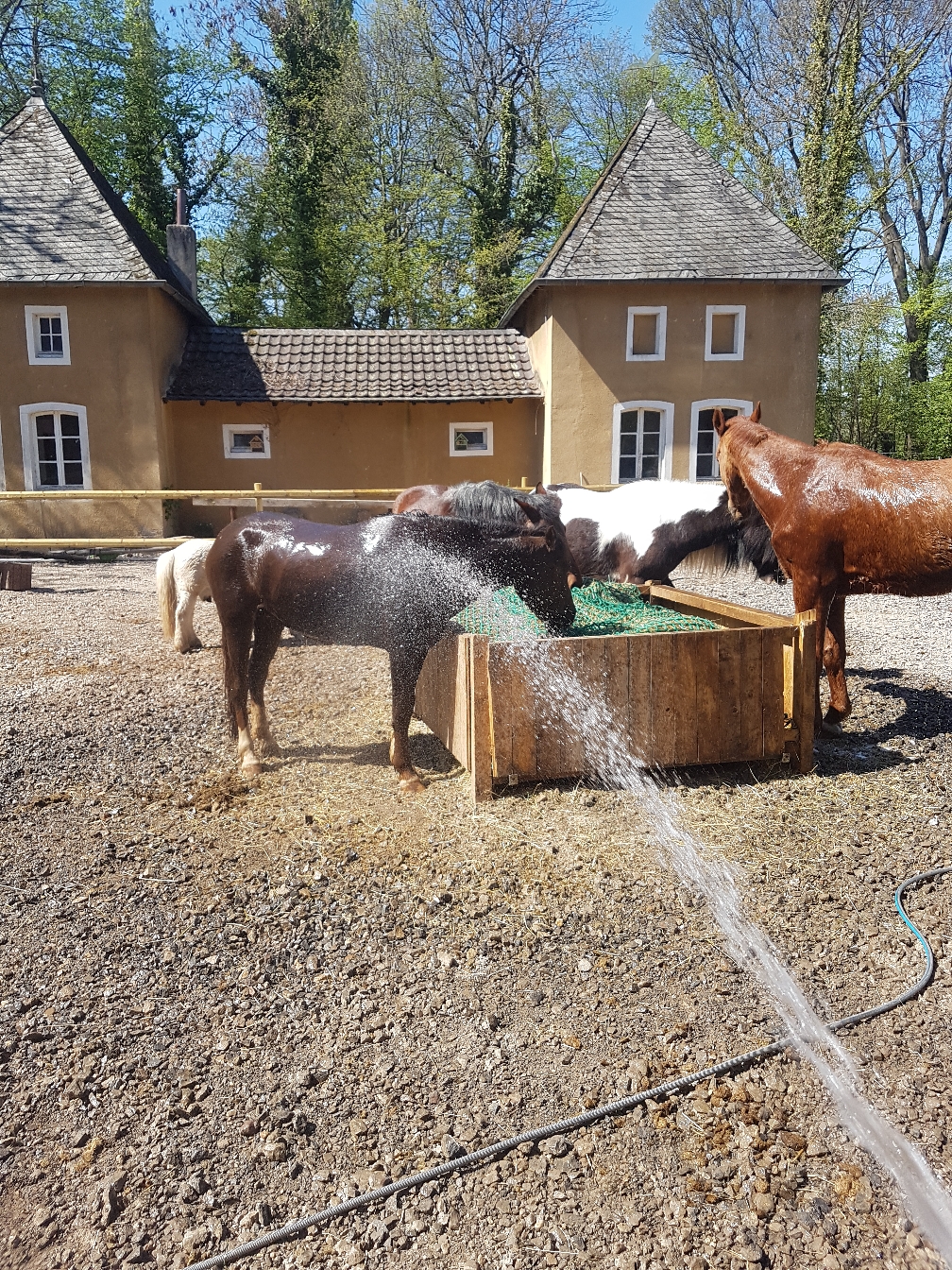 Pferde bekommen Abkühlung durch Wasser beim Fressen