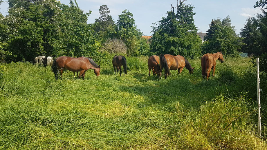 Grosspferde beim Grasen
