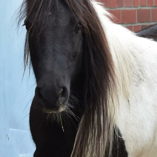 Pony Josy