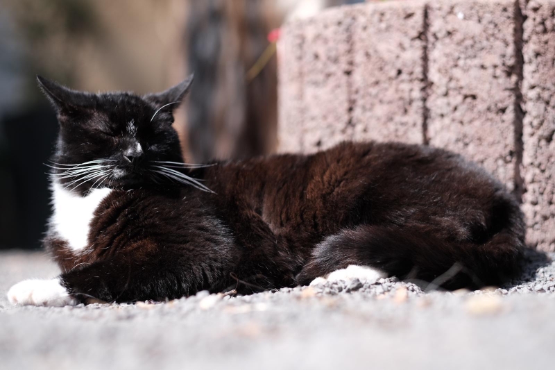Stallkater Karli sonnt sich