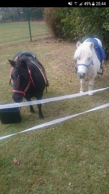 Schwarzes und weißes Pony