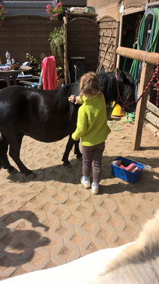Kind putzt schwarzes Pony